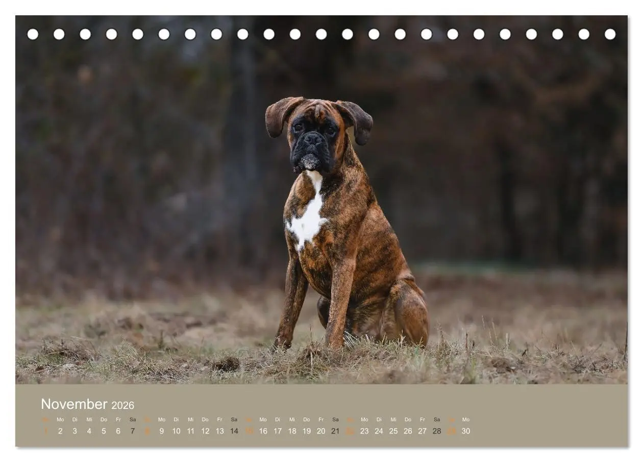 Bild: 9783457415382 | Der Boxer, der beste Hund der Welt (Tischkalender 2026 DIN A5...