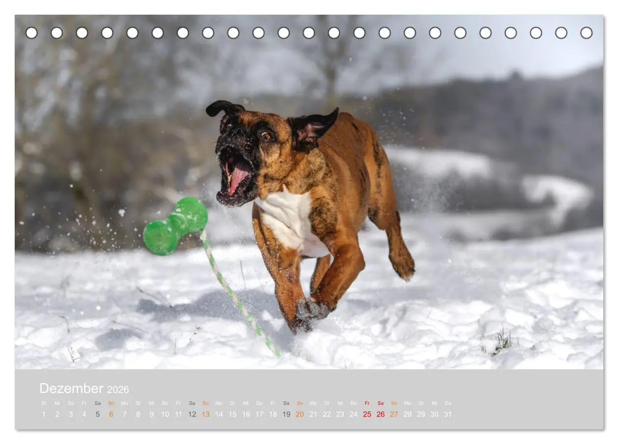 Bild: 9783457415382 | Der Boxer, der beste Hund der Welt (Tischkalender 2026 DIN A5...