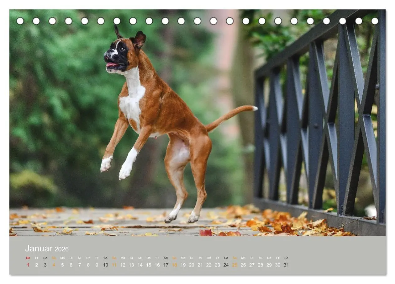 Bild: 9783457415382 | Der Boxer, der beste Hund der Welt (Tischkalender 2026 DIN A5...