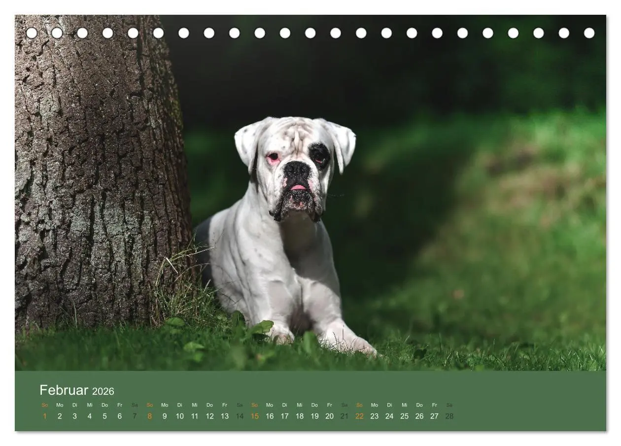 Bild: 9783457415382 | Der Boxer, der beste Hund der Welt (Tischkalender 2026 DIN A5...