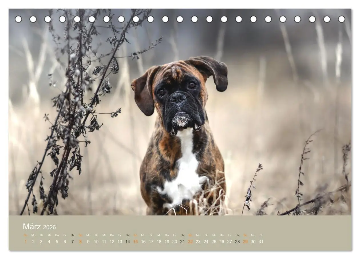 Bild: 9783457415382 | Der Boxer, der beste Hund der Welt (Tischkalender 2026 DIN A5...
