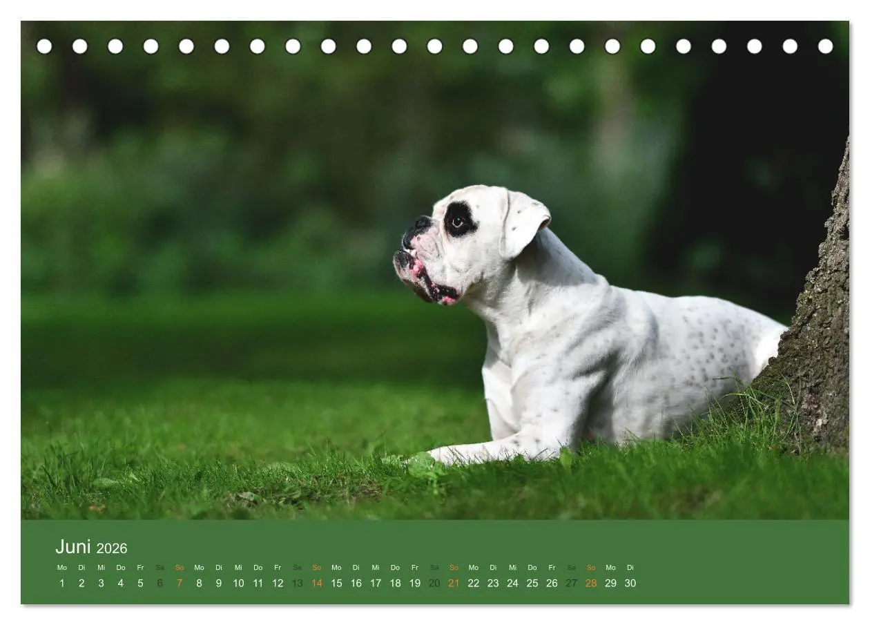Bild: 9783457415382 | Der Boxer, der beste Hund der Welt (Tischkalender 2026 DIN A5...