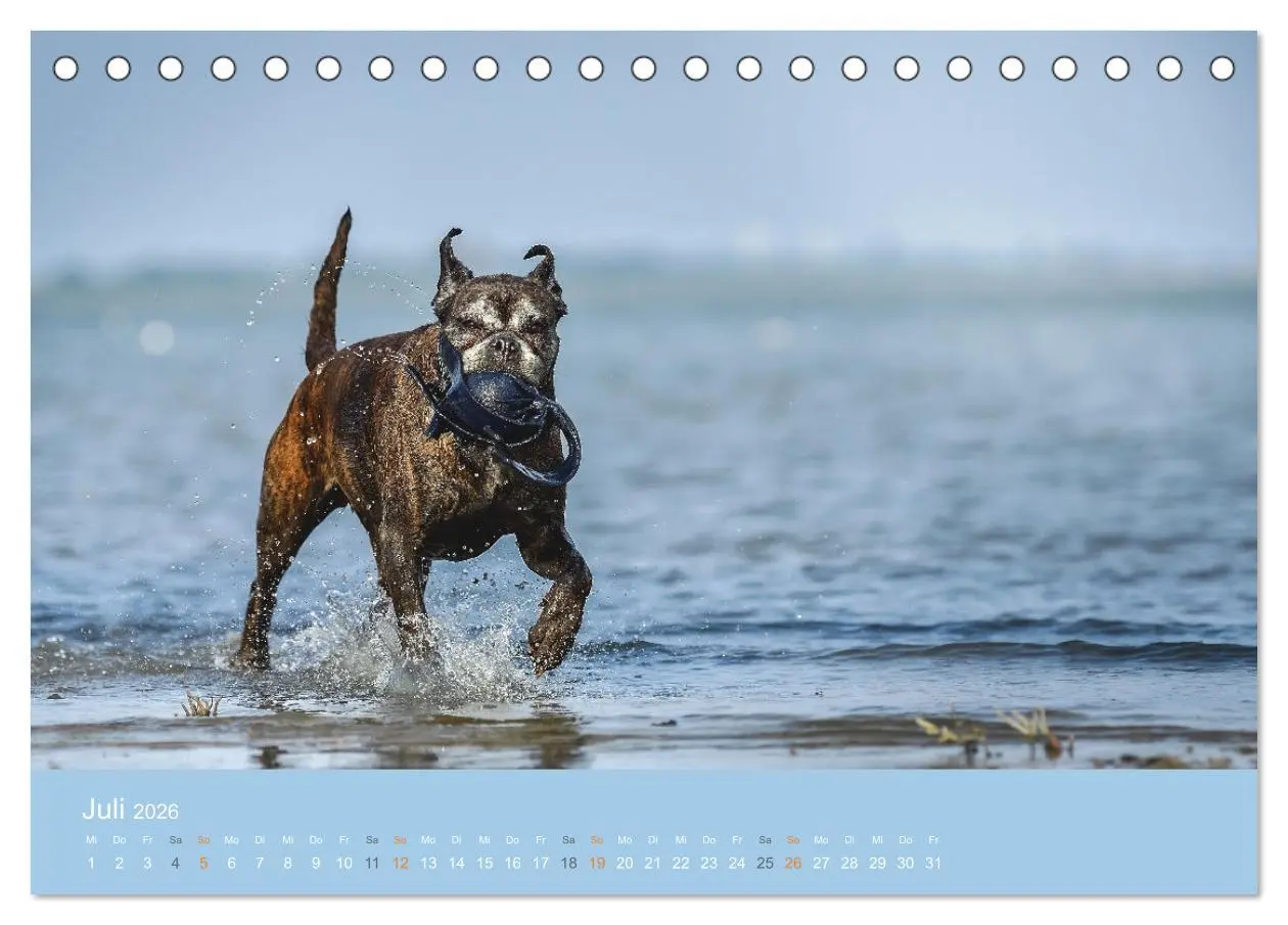 Bild: 9783457415382 | Der Boxer, der beste Hund der Welt (Tischkalender 2026 DIN A5...