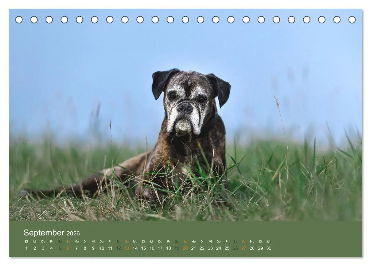 Bild: 9783457415382 | Der Boxer, der beste Hund der Welt (Tischkalender 2026 DIN A5...
