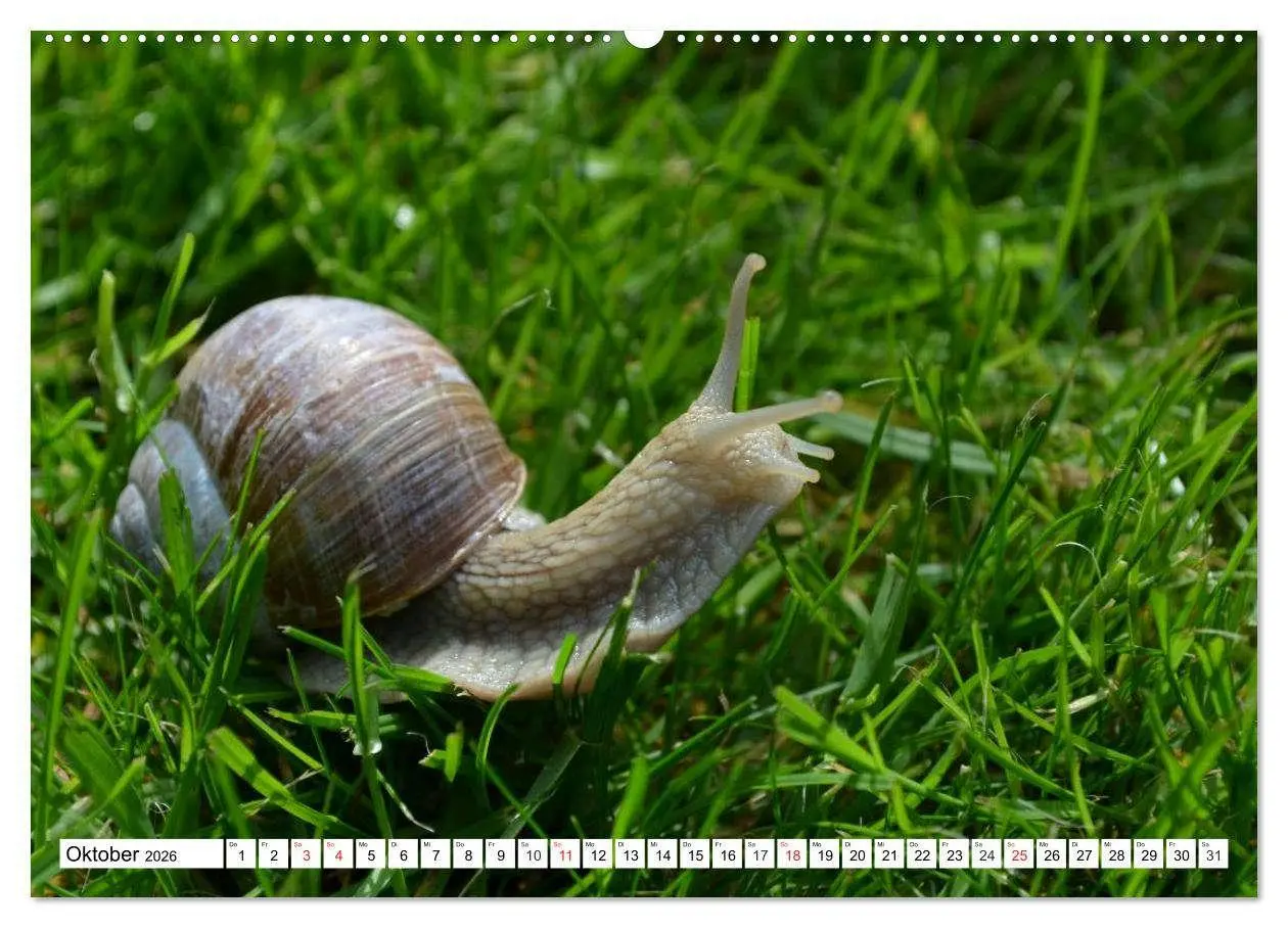Bild: 9783516055382 | Schnecken. Witzige Schleimer (Wandkalender 2026 DIN A2 quer),...