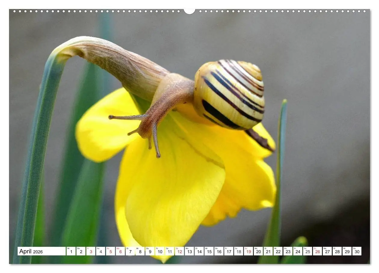 Bild: 9783516055382 | Schnecken. Witzige Schleimer (Wandkalender 2026 DIN A2 quer),...