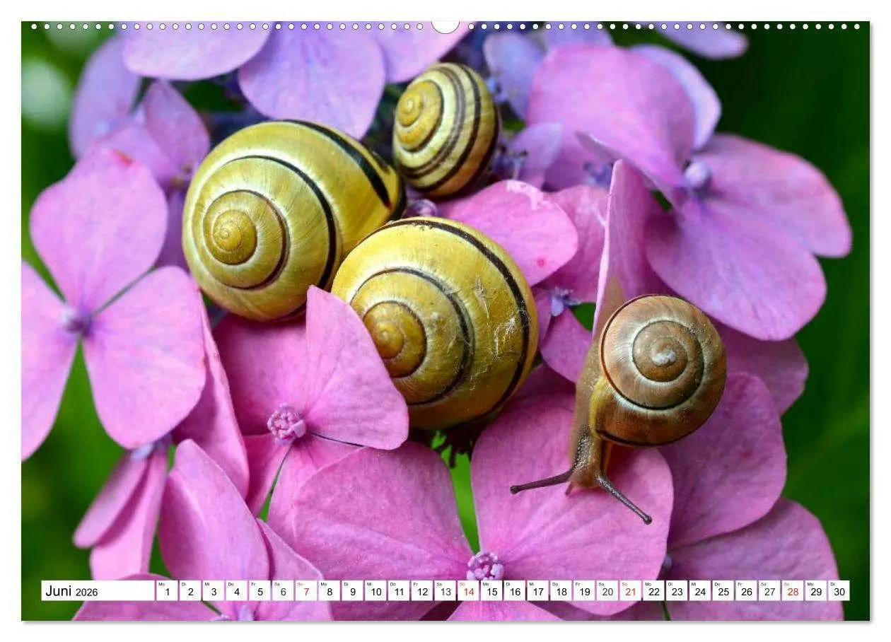 Bild: 9783516055382 | Schnecken. Witzige Schleimer (Wandkalender 2026 DIN A2 quer),...