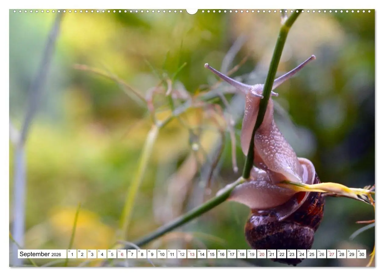 Bild: 9783516055382 | Schnecken. Witzige Schleimer (Wandkalender 2026 DIN A2 quer),...