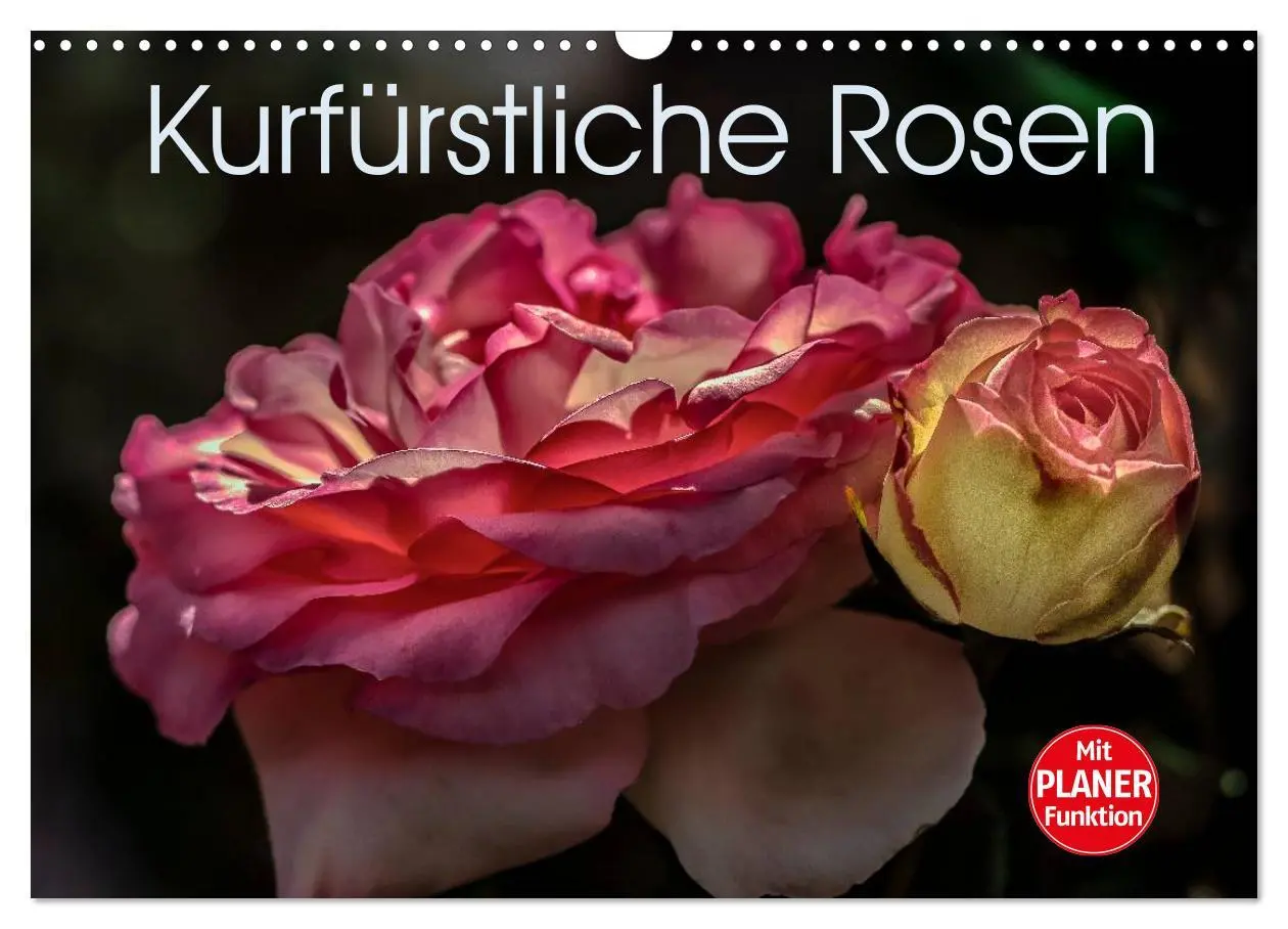 Cover: 9783516035582 | Kurfürstliche Rosen Eltville am Rhein (Wandkalender 2026 DIN A3...