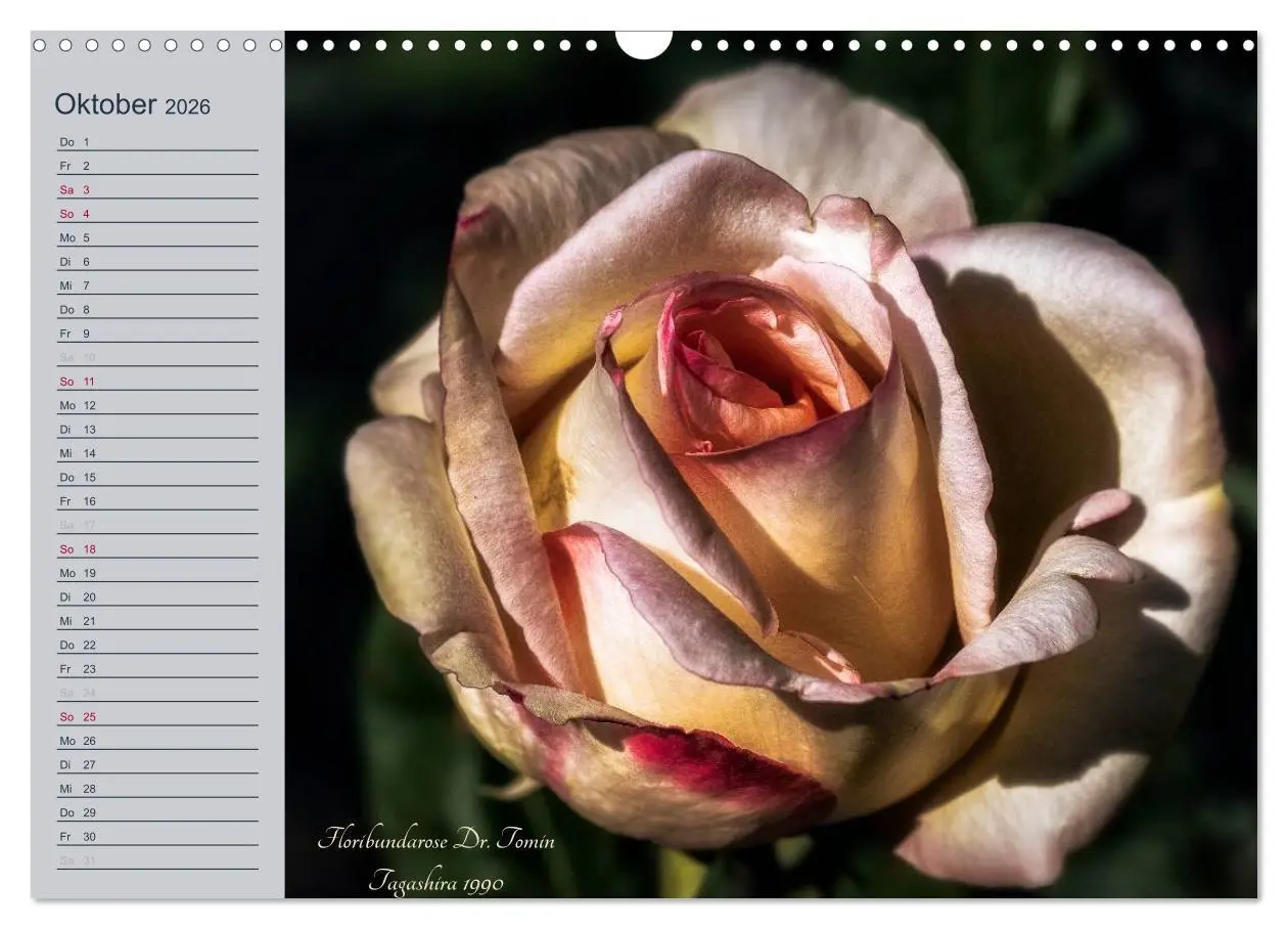 Bild: 9783516035582 | Kurfürstliche Rosen Eltville am Rhein (Wandkalender 2026 DIN A3...