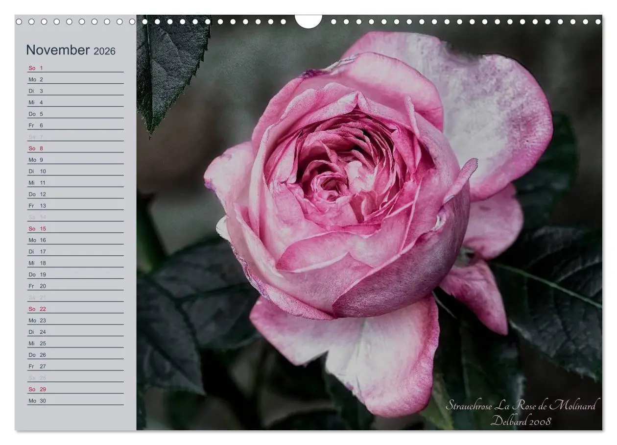 Bild: 9783516035582 | Kurfürstliche Rosen Eltville am Rhein (Wandkalender 2026 DIN A3...