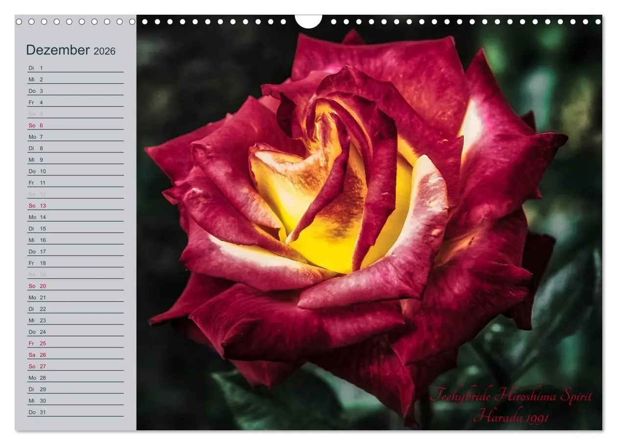 Bild: 9783516035582 | Kurfürstliche Rosen Eltville am Rhein (Wandkalender 2026 DIN A3...