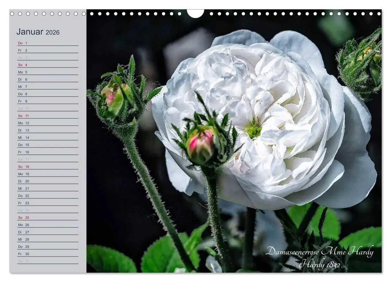 Bild: 9783516035582 | Kurfürstliche Rosen Eltville am Rhein (Wandkalender 2026 DIN A3...