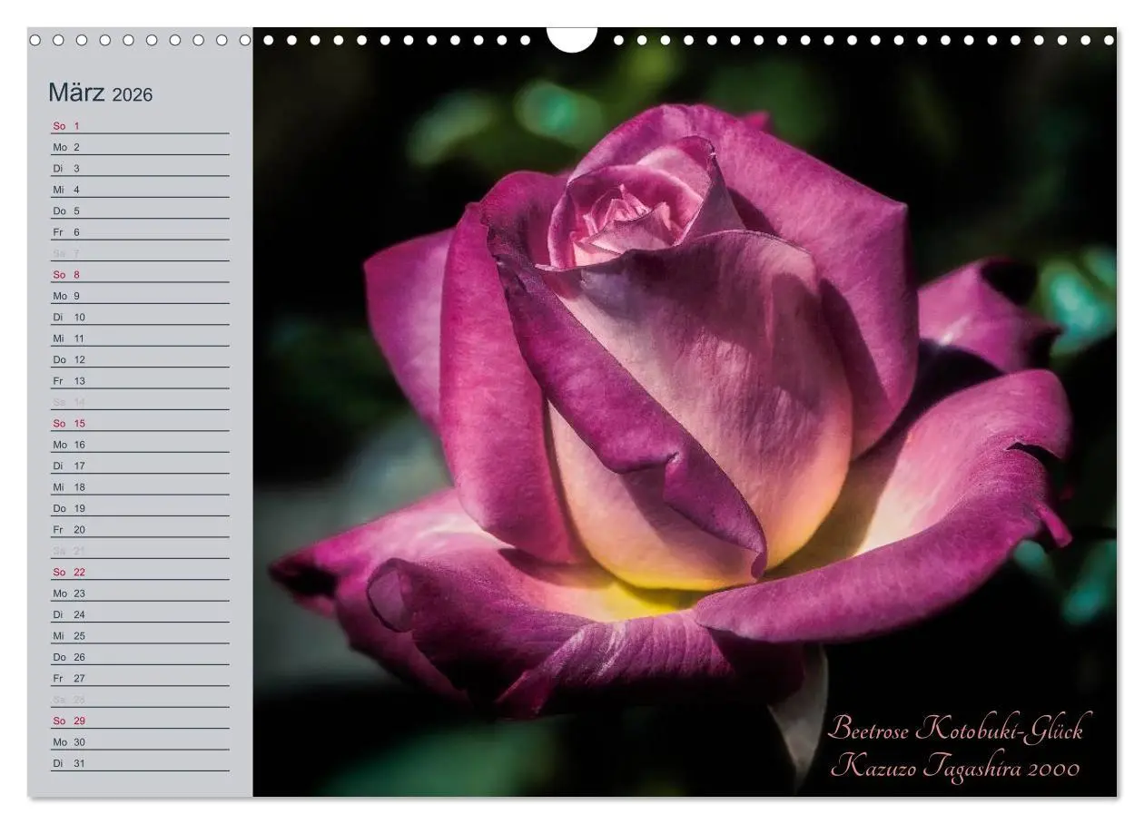 Bild: 9783516035582 | Kurfürstliche Rosen Eltville am Rhein (Wandkalender 2026 DIN A3...