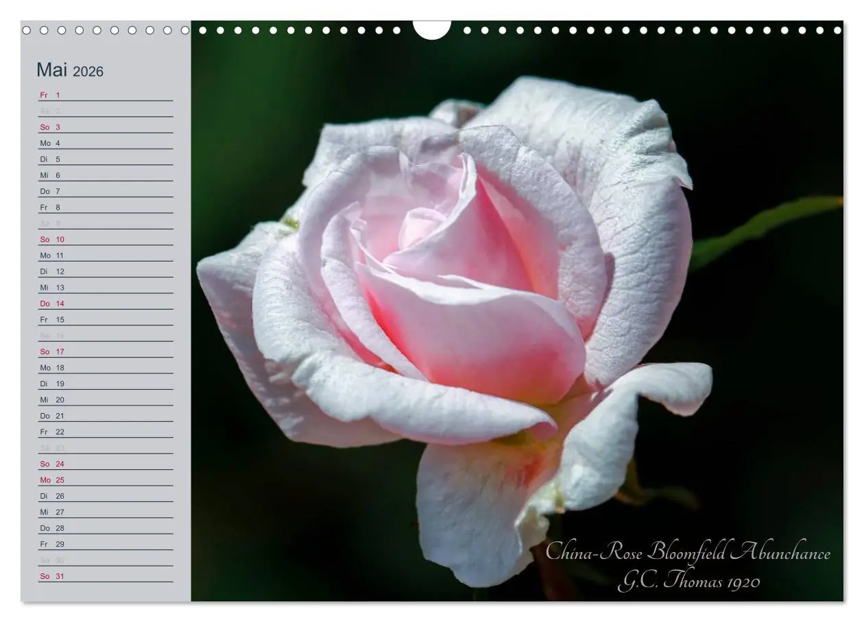 Bild: 9783516035582 | Kurfürstliche Rosen Eltville am Rhein (Wandkalender 2026 DIN A3...