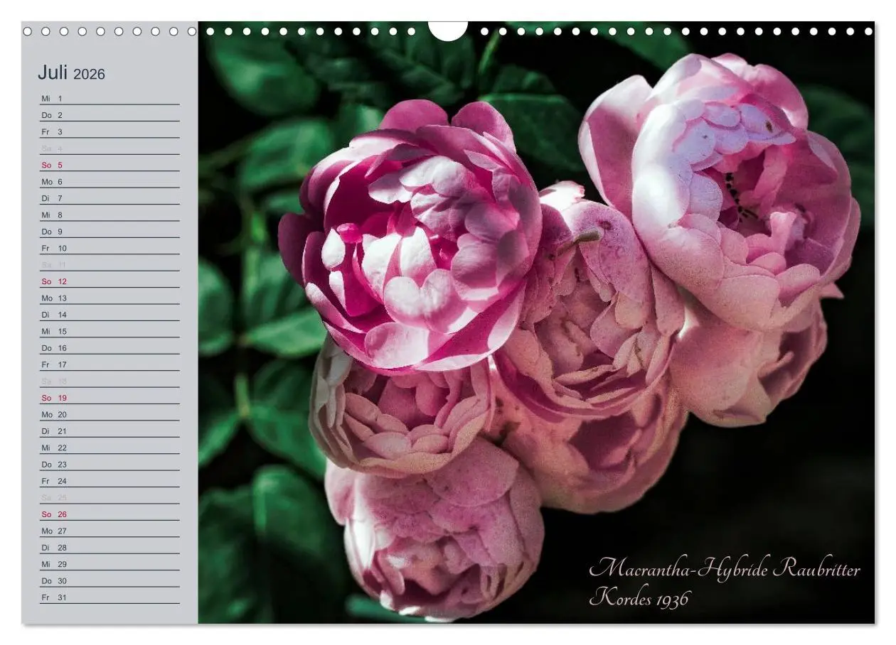 Bild: 9783516035582 | Kurfürstliche Rosen Eltville am Rhein (Wandkalender 2026 DIN A3...