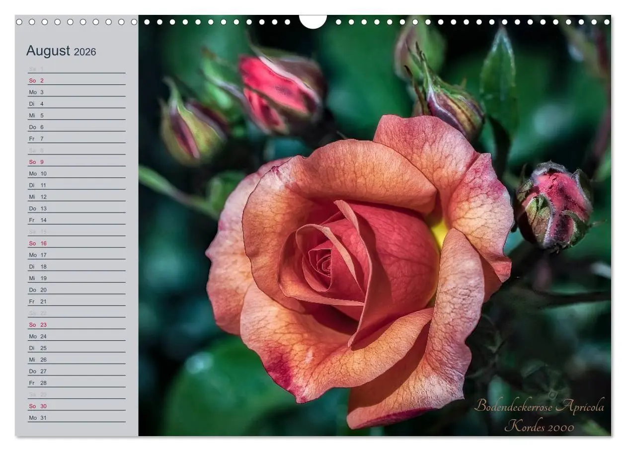 Bild: 9783516035582 | Kurfürstliche Rosen Eltville am Rhein (Wandkalender 2026 DIN A3...
