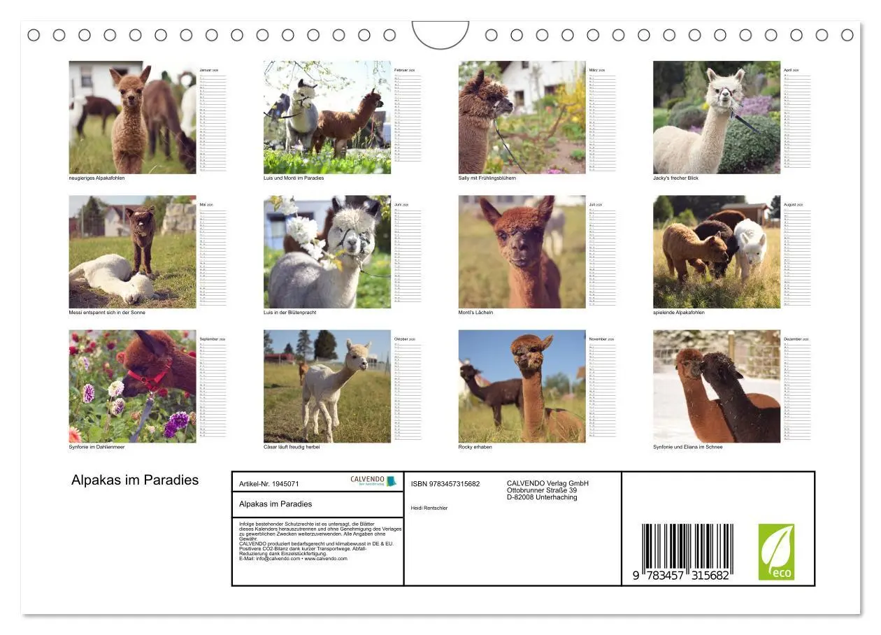 Bild: 9783457315682 | Alpakas im Paradies (Wandkalender 2026 DIN A4 quer), CALVENDO...