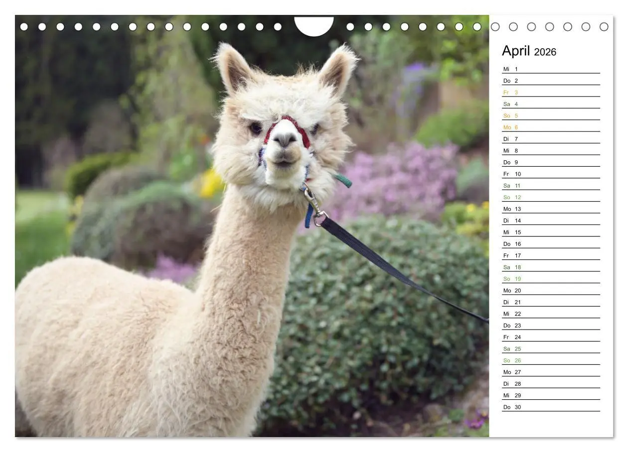 Bild: 9783457315682 | Alpakas im Paradies (Wandkalender 2026 DIN A4 quer), CALVENDO...