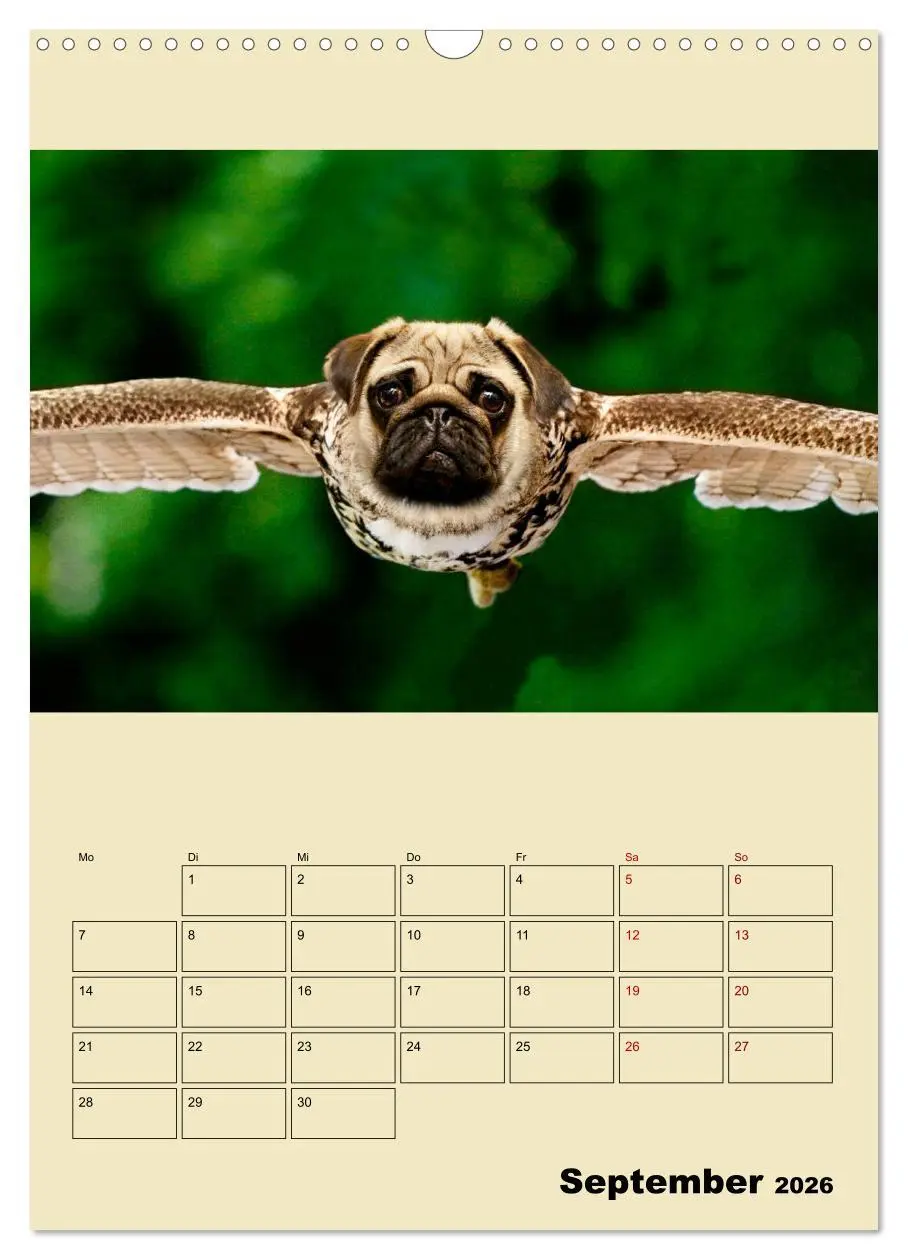 Bild: 9783516405682 | Seltsame Tiere - da stimmt doch was nicht... (Wandkalender 2026 DIN...
