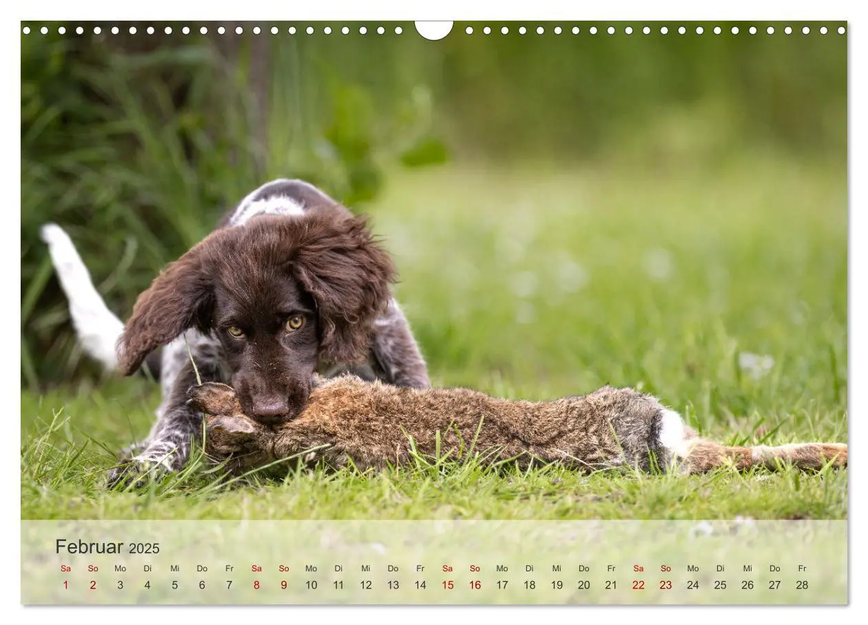 Bild: 9783457155882 | Treue Jagdgefährten Der kleine Münsterländer (Wandkalender 2025 DIN...
