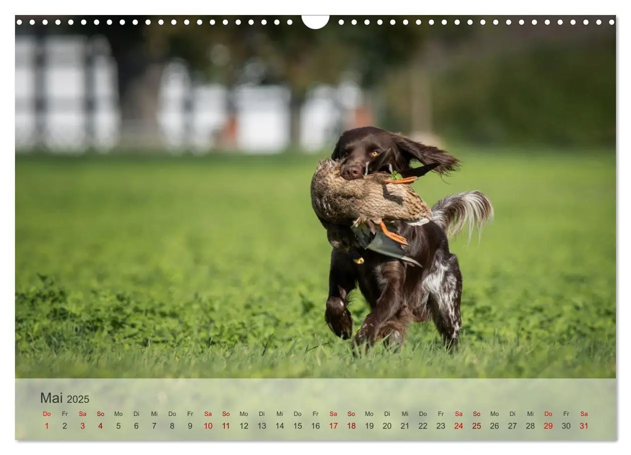Bild: 9783457155882 | Treue Jagdgefährten Der kleine Münsterländer (Wandkalender 2025 DIN...