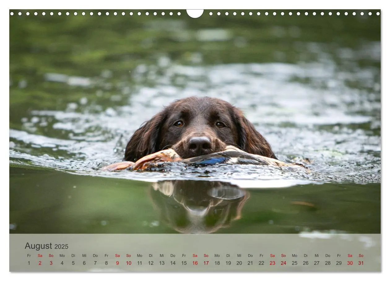 Bild: 9783457155882 | Treue Jagdgefährten Der kleine Münsterländer (Wandkalender 2025 DIN...
