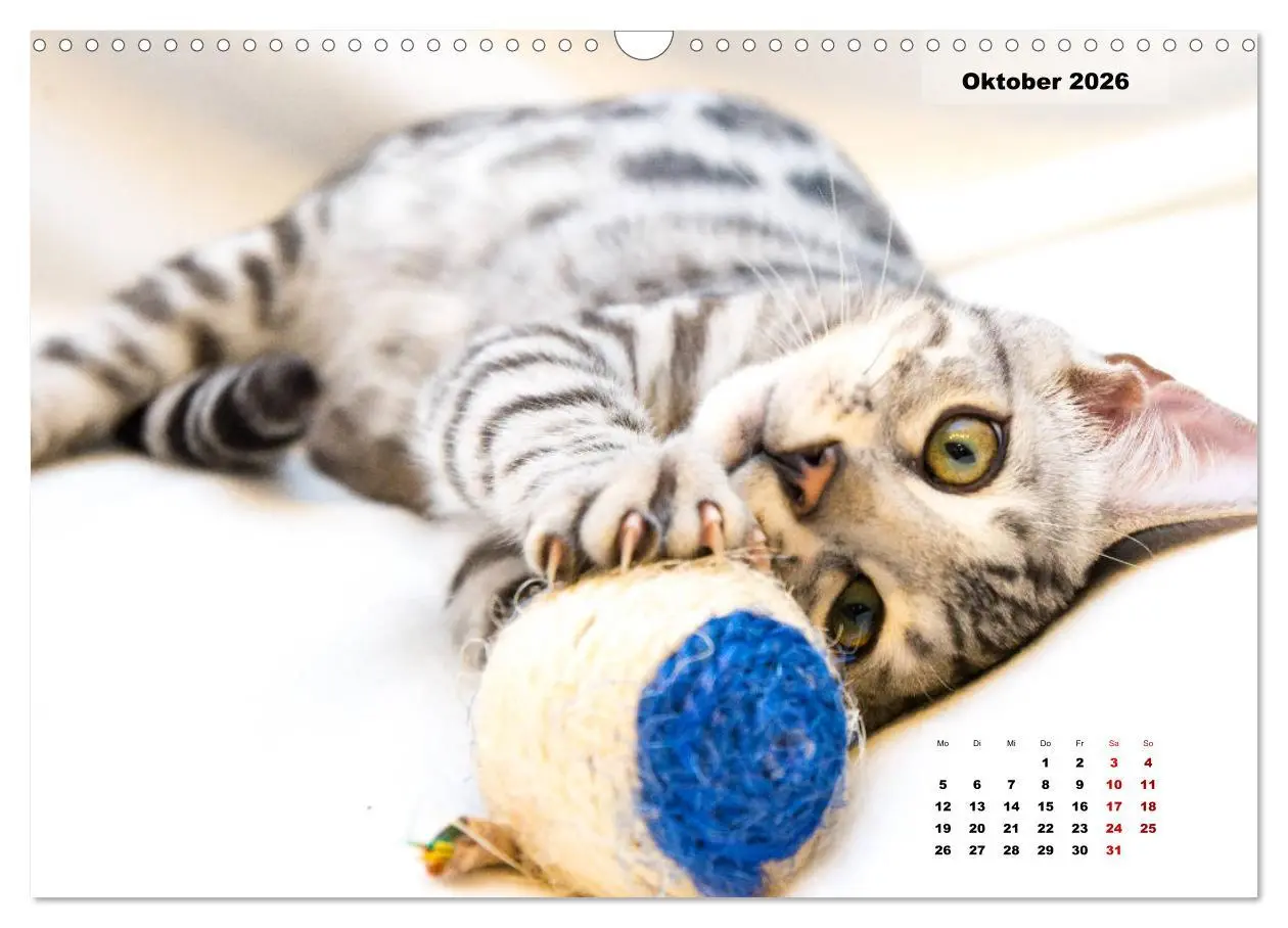 Bild: 9783457845882 | Bengal Kätzchen 2 (Wandkalender 2026 DIN A3 quer), CALVENDO...