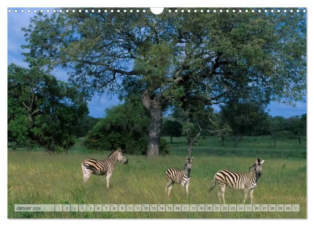 Bild: 9783516175882 | Südafrika Christian Heeb (Wandkalender 2026 DIN A3 quer), CALVENDO...