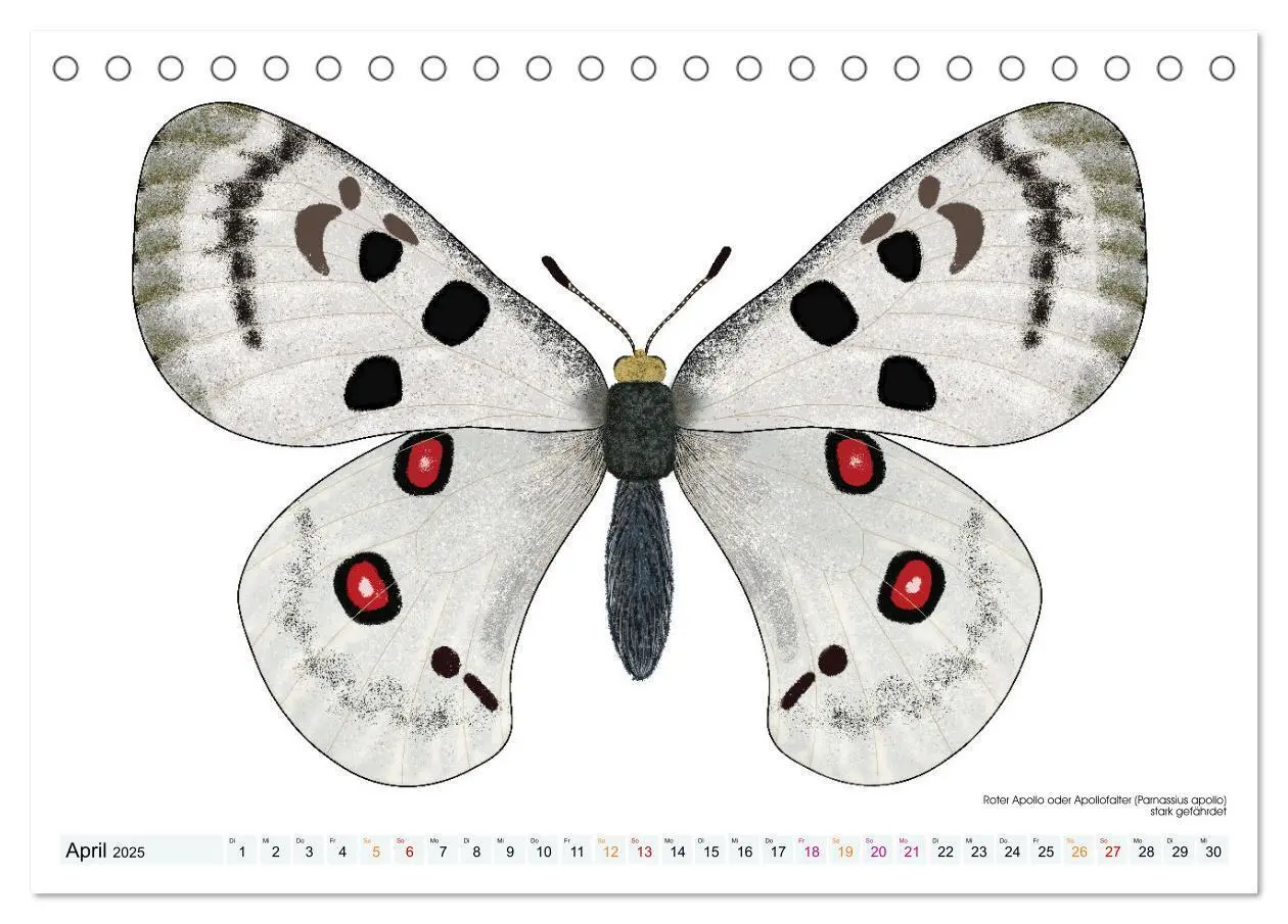 Bild: 9783383895982 | Schmetterlinge illustriert (Tischkalender 2025 DIN A5 quer),...