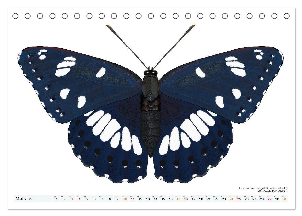 Bild: 9783383895982 | Schmetterlinge illustriert (Tischkalender 2025 DIN A5 quer),...