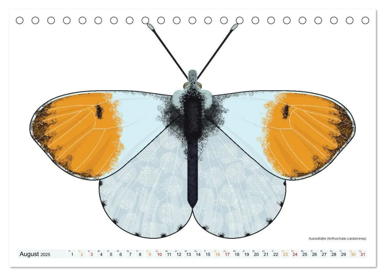 Bild: 9783383895982 | Schmetterlinge illustriert (Tischkalender 2025 DIN A5 quer),...