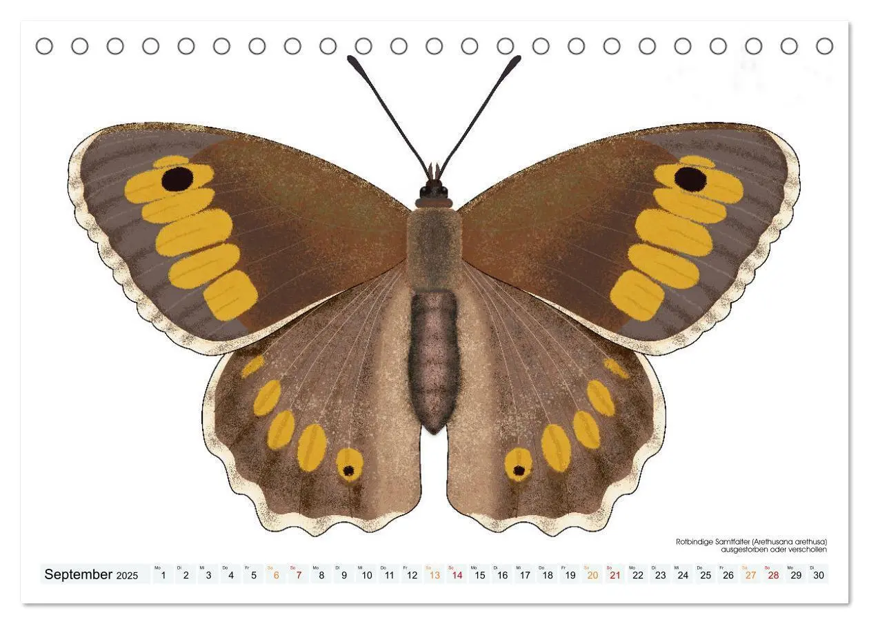 Bild: 9783383895982 | Schmetterlinge illustriert (Tischkalender 2025 DIN A5 quer),...