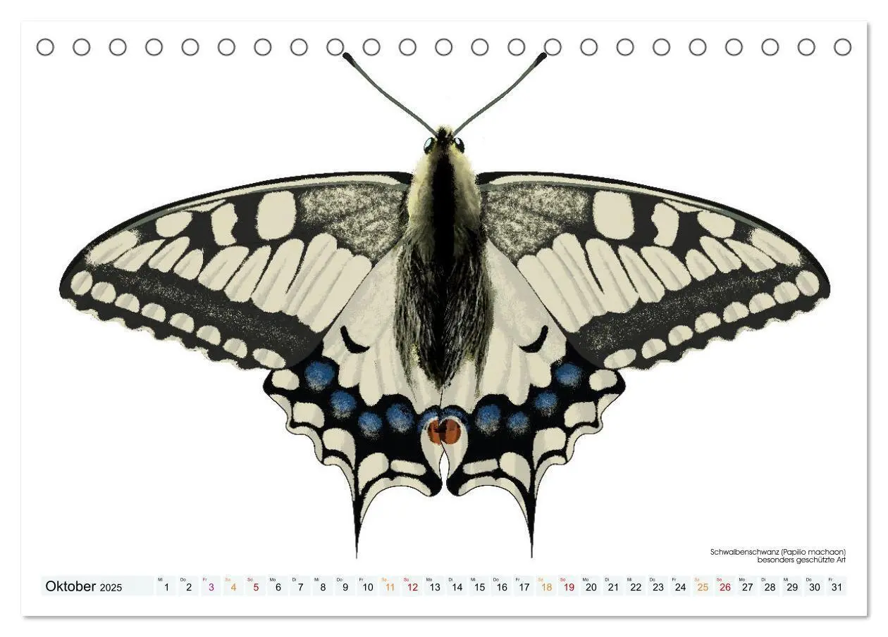 Bild: 9783383895982 | Schmetterlinge illustriert (Tischkalender 2025 DIN A5 quer),...