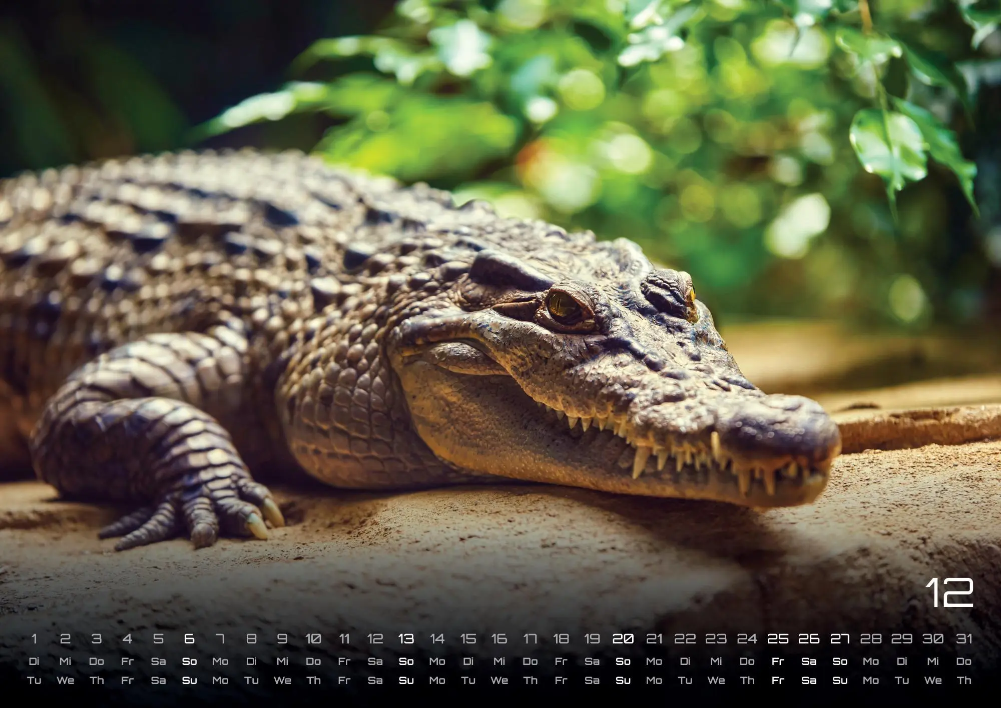 Bild: 9783986735982 | Afrikas Tierwelt - Der Tierkalender - 2026 - Kalender DIN A3 | de