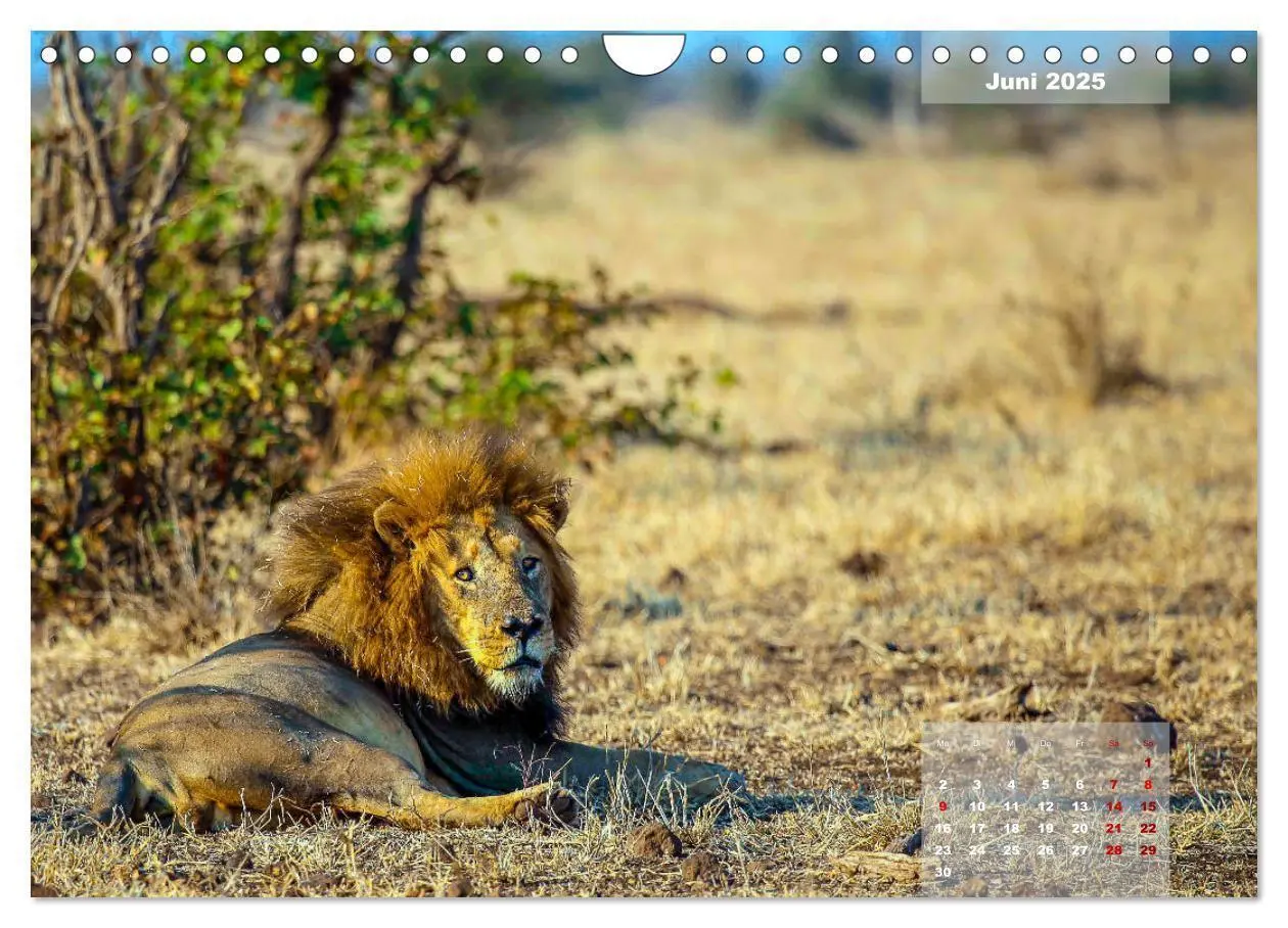 Bild: 9783435176182 | Faszinierende Tierwelt des Kruger National Parks (Wandkalender 2025...