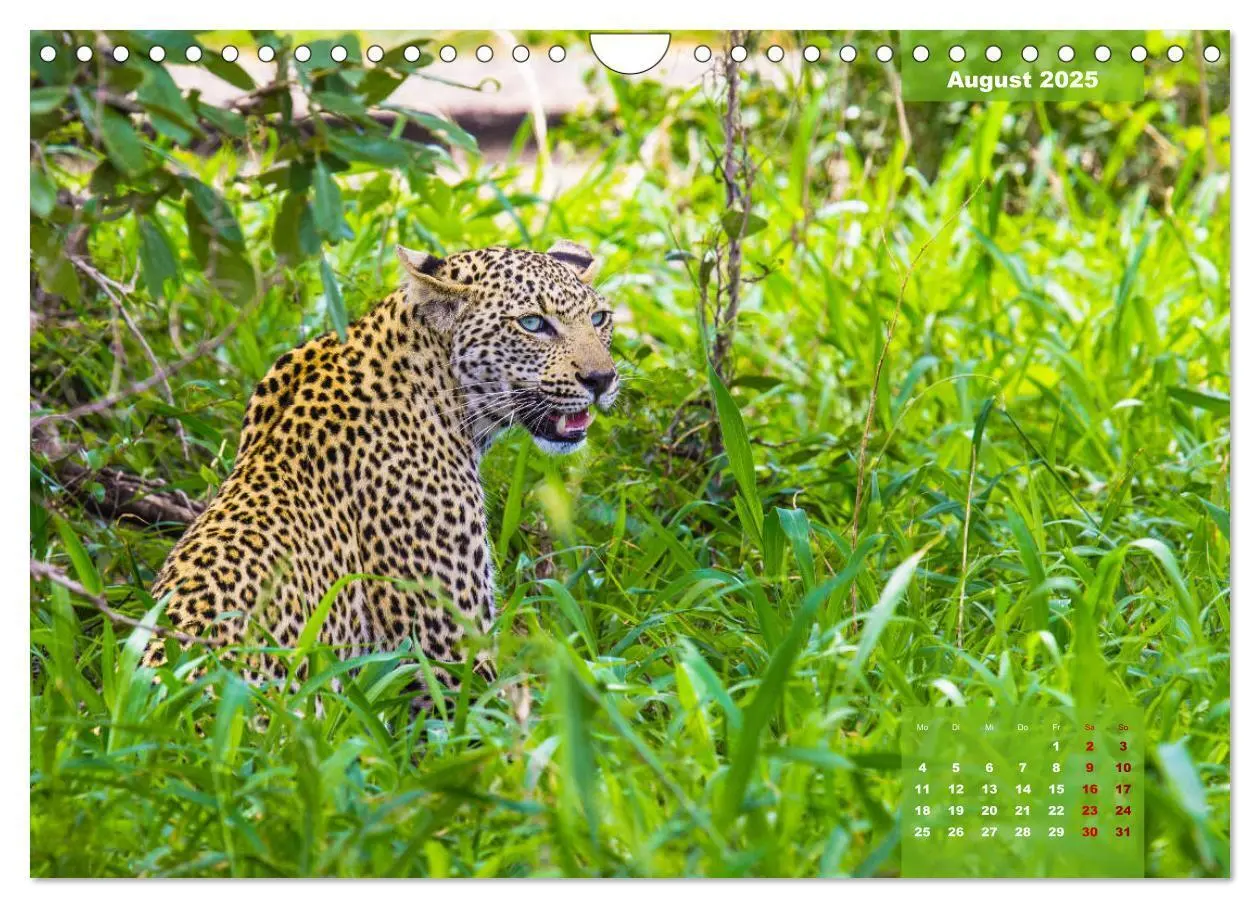 Bild: 9783435176182 | Faszinierende Tierwelt des Kruger National Parks (Wandkalender 2025...