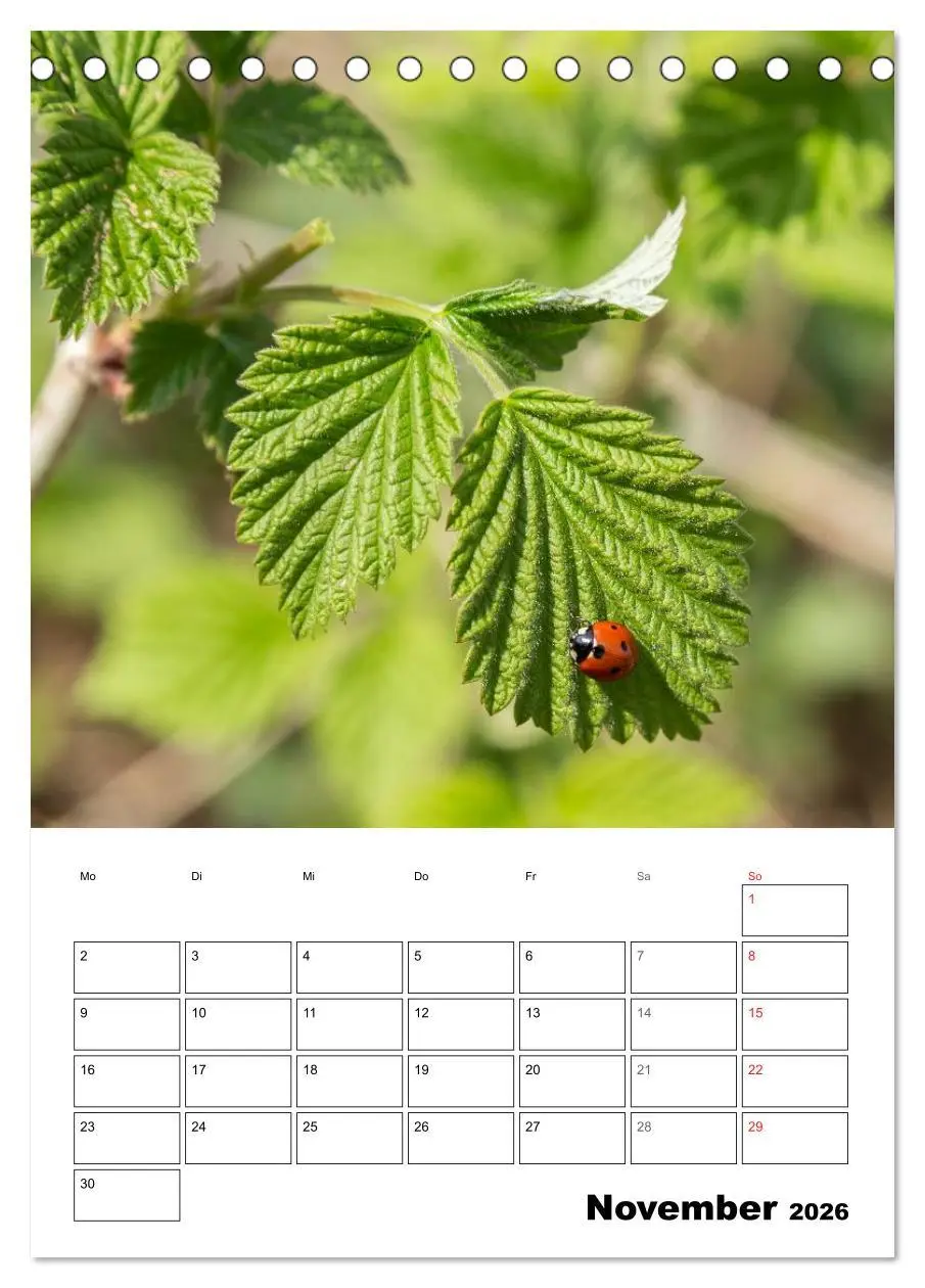 Bild: 9783516426182 | Farben der Natur (Tischkalender 2026 DIN A5 hoch), CALVENDO...