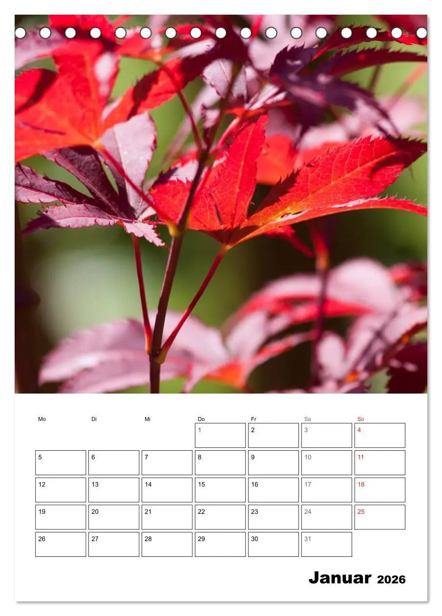 Bild: 9783516426182 | Farben der Natur (Tischkalender 2026 DIN A5 hoch), CALVENDO...