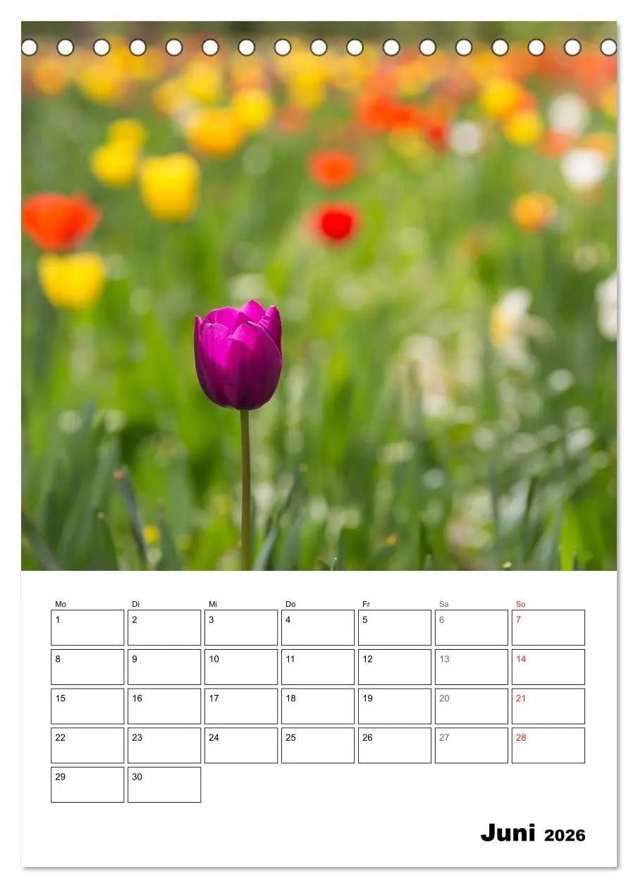 Bild: 9783516426182 | Farben der Natur (Tischkalender 2026 DIN A5 hoch), CALVENDO...