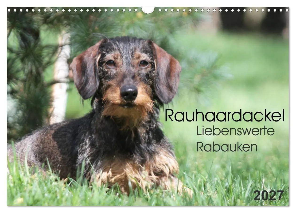 Cover: 9783594196182 | Liebenswerte Rabauken - Rauhaardackel (Wandkalender 2027 DIN A3...