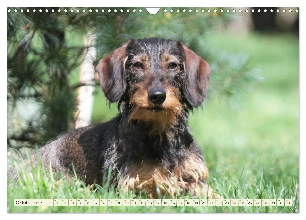 Bild: 9783594196182 | Liebenswerte Rabauken - Rauhaardackel (Wandkalender 2027 DIN A3...