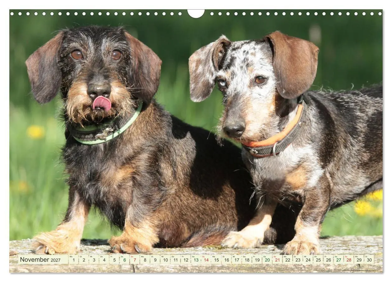 Bild: 9783594196182 | Liebenswerte Rabauken - Rauhaardackel (Wandkalender 2027 DIN A3...