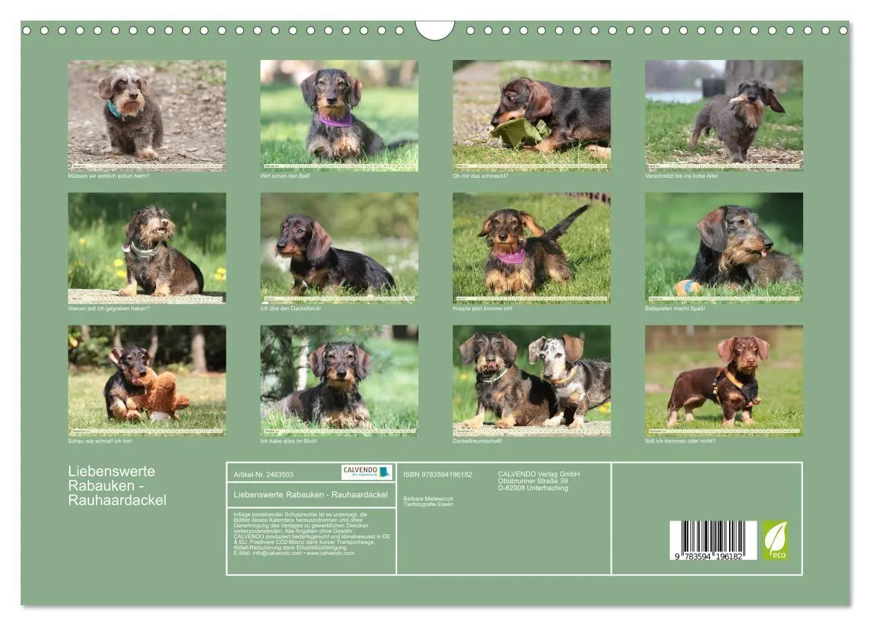 Bild: 9783594196182 | Liebenswerte Rabauken - Rauhaardackel (Wandkalender 2027 DIN A3...