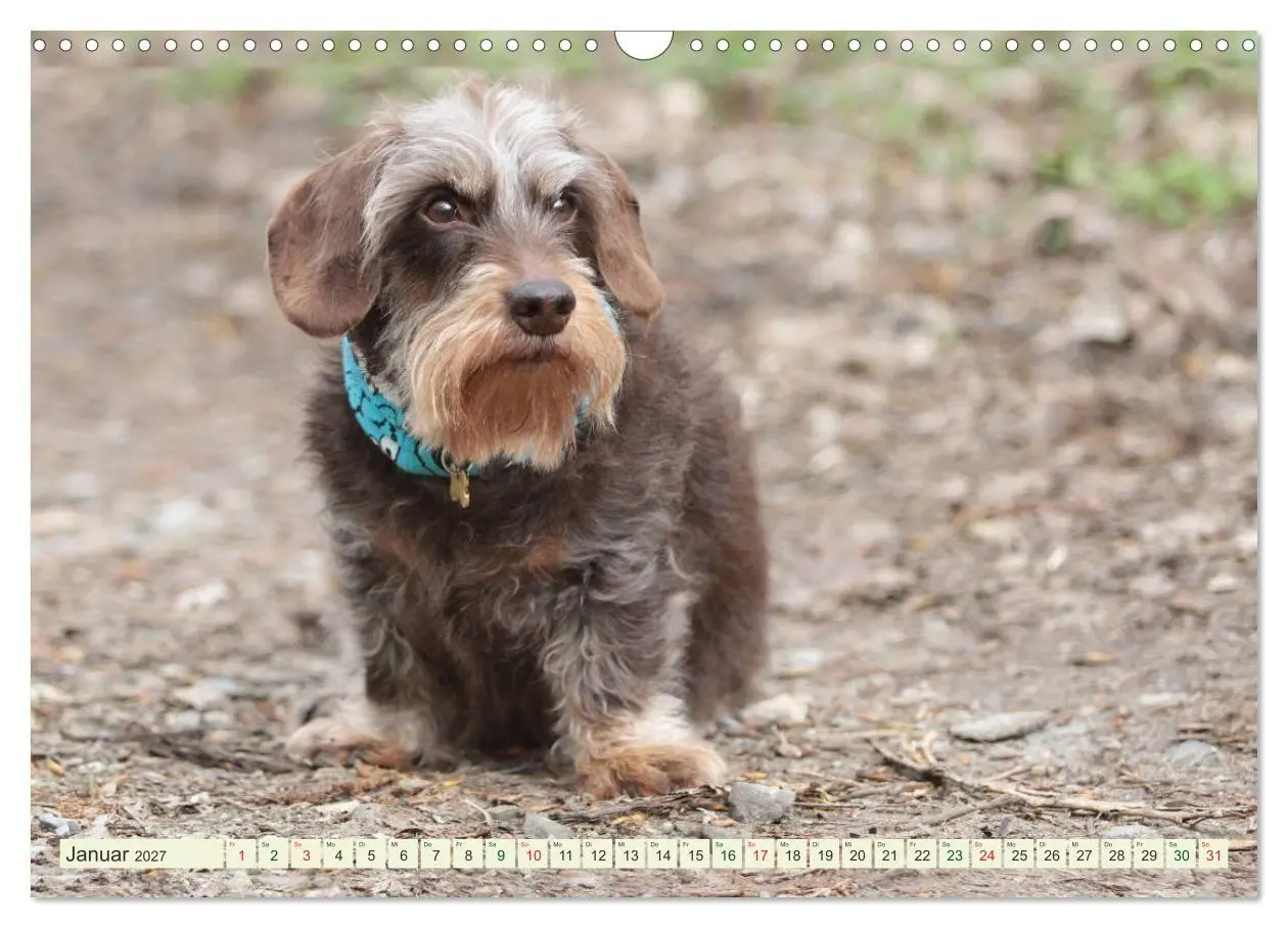 Bild: 9783594196182 | Liebenswerte Rabauken - Rauhaardackel (Wandkalender 2027 DIN A3...