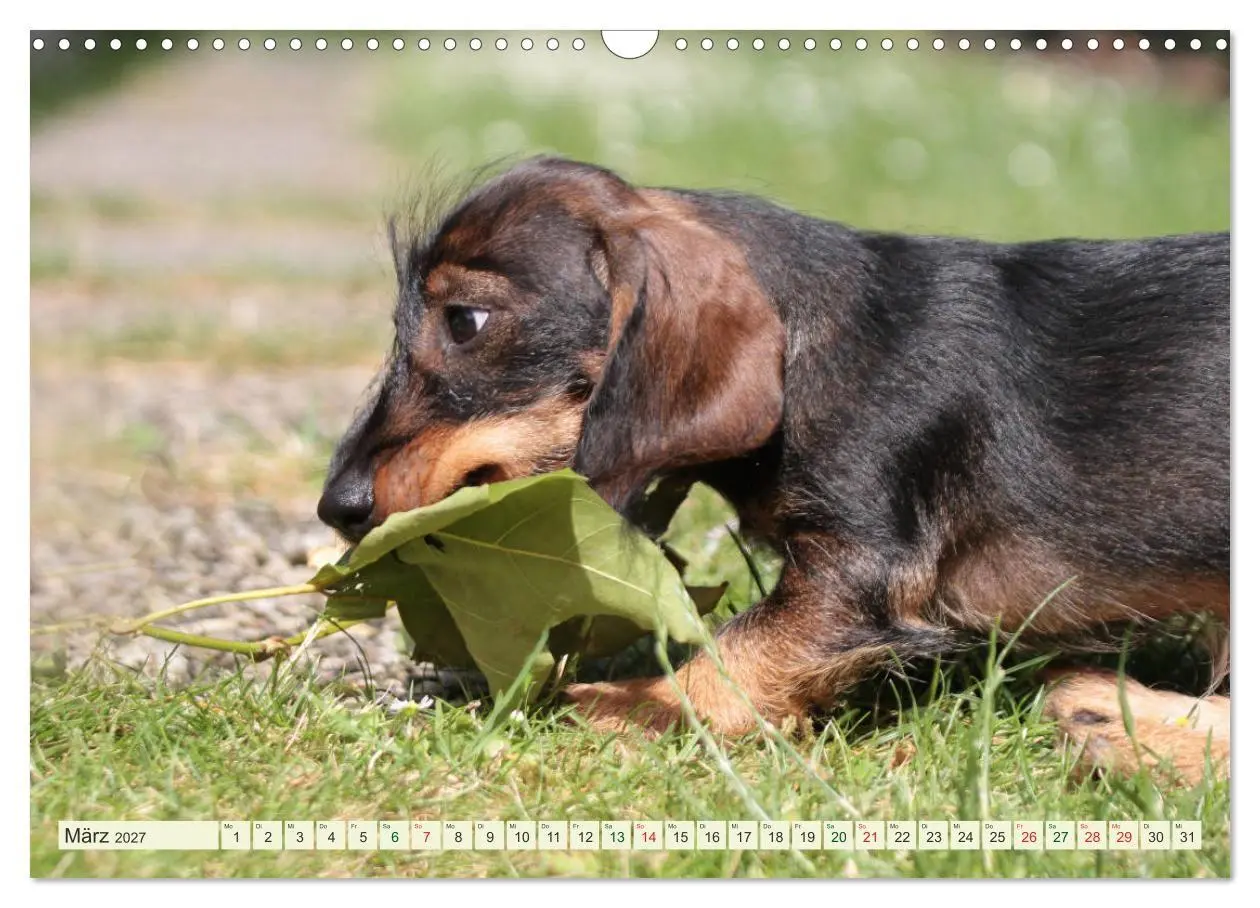 Bild: 9783594196182 | Liebenswerte Rabauken - Rauhaardackel (Wandkalender 2027 DIN A3...