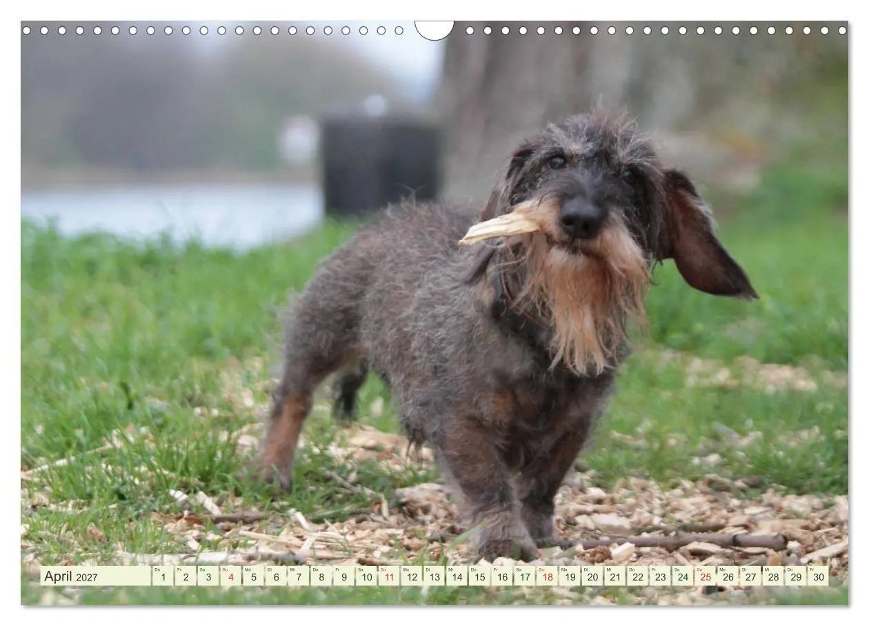 Bild: 9783594196182 | Liebenswerte Rabauken - Rauhaardackel (Wandkalender 2027 DIN A3...