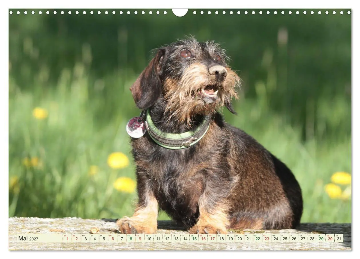 Bild: 9783594196182 | Liebenswerte Rabauken - Rauhaardackel (Wandkalender 2027 DIN A3...