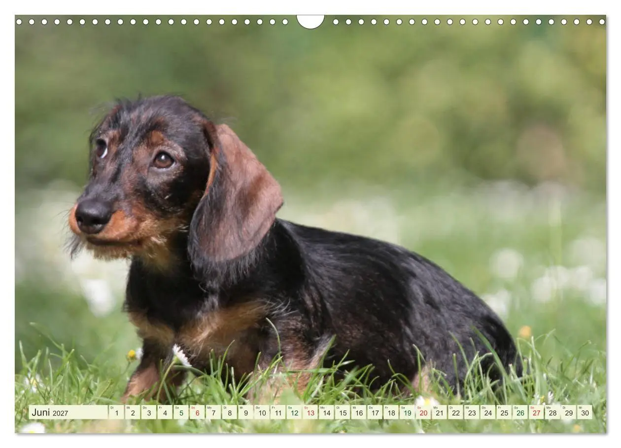 Bild: 9783594196182 | Liebenswerte Rabauken - Rauhaardackel (Wandkalender 2027 DIN A3...