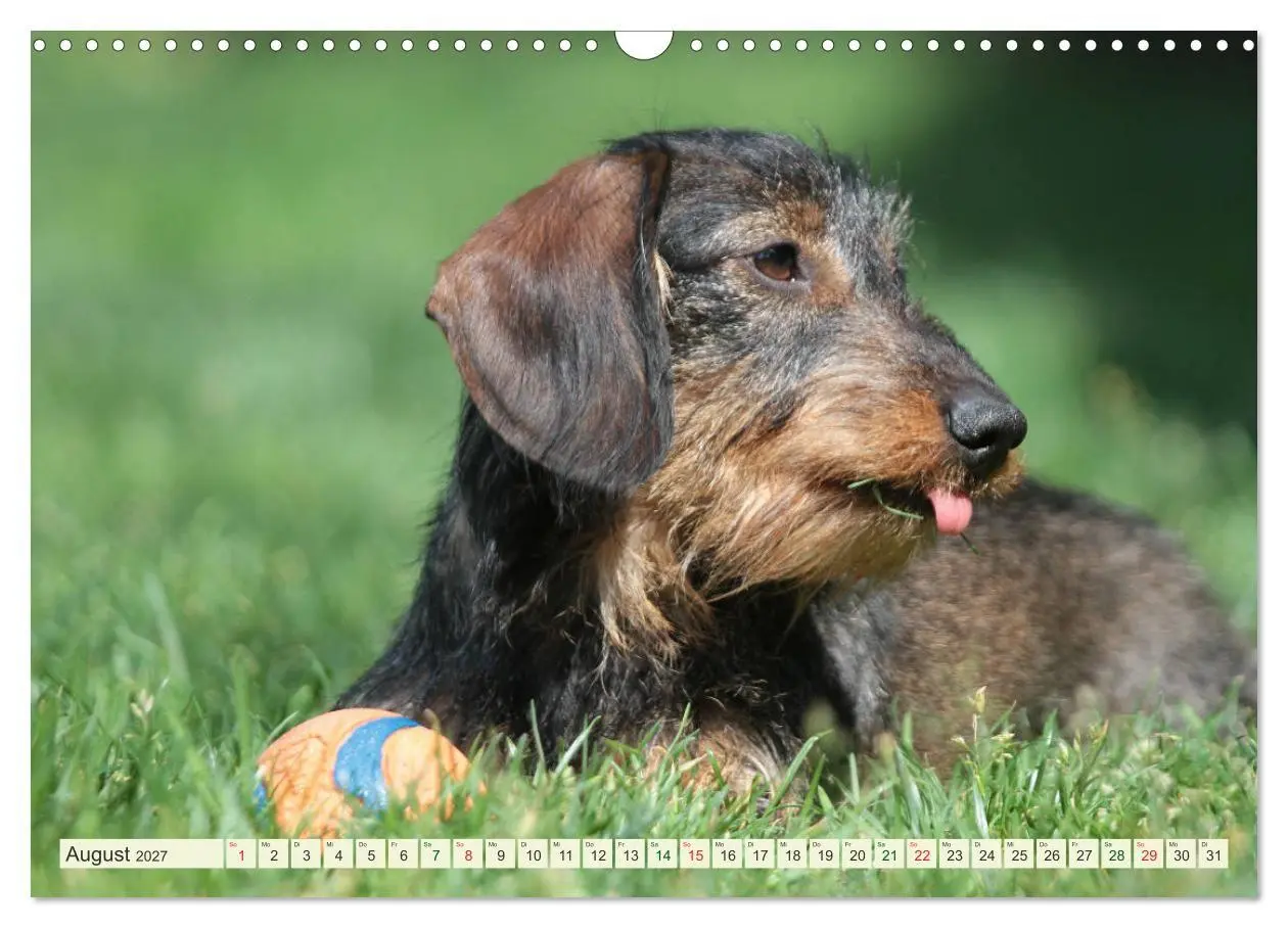 Bild: 9783594196182 | Liebenswerte Rabauken - Rauhaardackel (Wandkalender 2027 DIN A3...